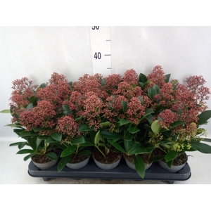 Skimmia jap. 'Rubella'