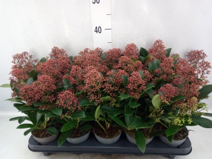 <h4>Skimmia jap. 'Rubella'</h4>