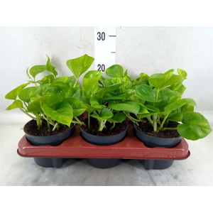 Epipremnum pinn. 'Global Green'