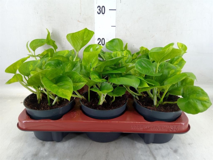 <h4>Epipremnum pinn. 'Global Green'</h4>