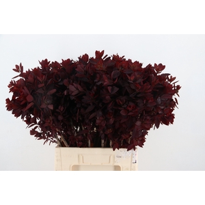 COTI C ROYAL PURPLE 070CM