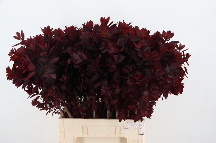 <h4>COTI C ROYAL PURPLE 070CM</h4>