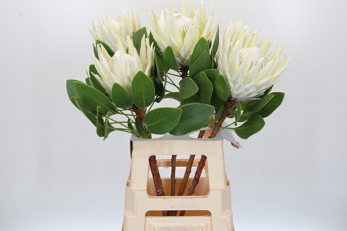 <h4>Protea Cyn. Ayoba Arctic Ice</h4>
