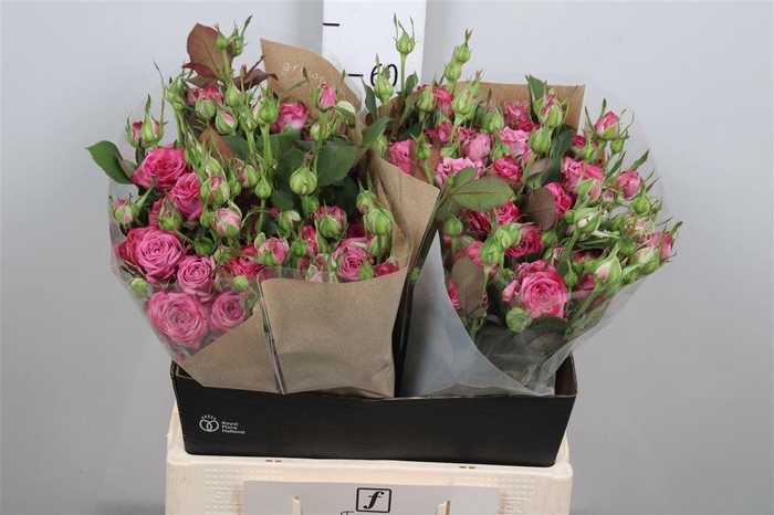 <h4>R Tr Purple Queen</h4>