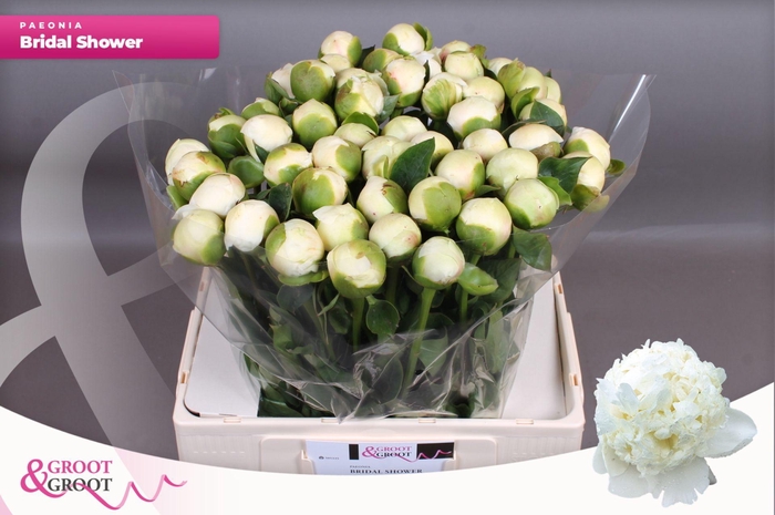<h4>Paeonia Bridal Shower | XXL</h4>