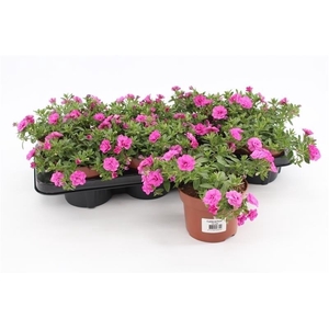 Calibrachoa Rosies Pink