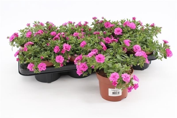 <h4>Calibrachoa Rosies Pink</h4>