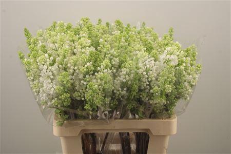 <h4>Syr Stepman White</h4>