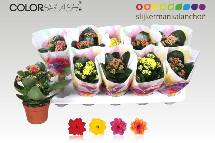 <h4>KAL GE GEM 4 KL</h4>