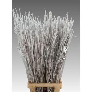 Betula Klb Sneeuw 100 Cm