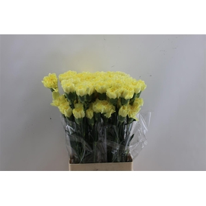 DI ST HERMES YELLOW