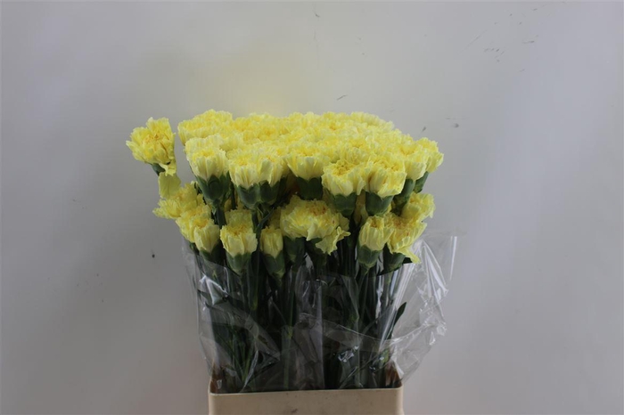 DI ST HERMES YELLOW