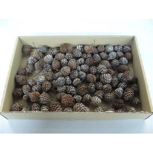 K.MURRI OP DRAAD X100 KERST