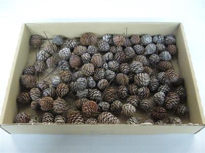 <h4>K.MURRI OP DRAAD X100 KERST</h4>