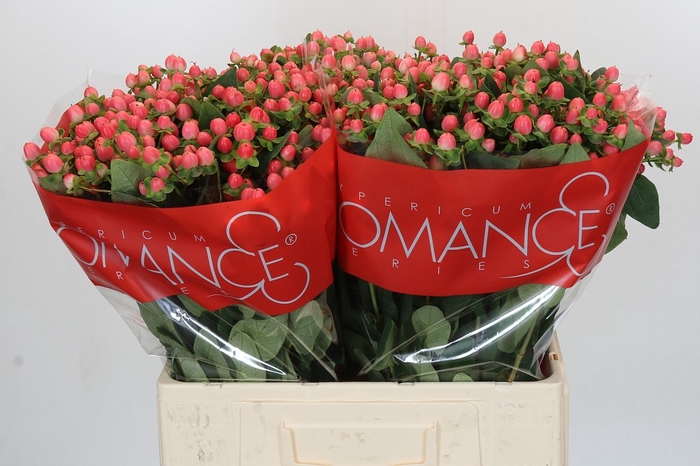 <h4>HYP SWEET ROMANCE</h4>