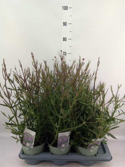 <h4>Verbena bonariensis</h4>