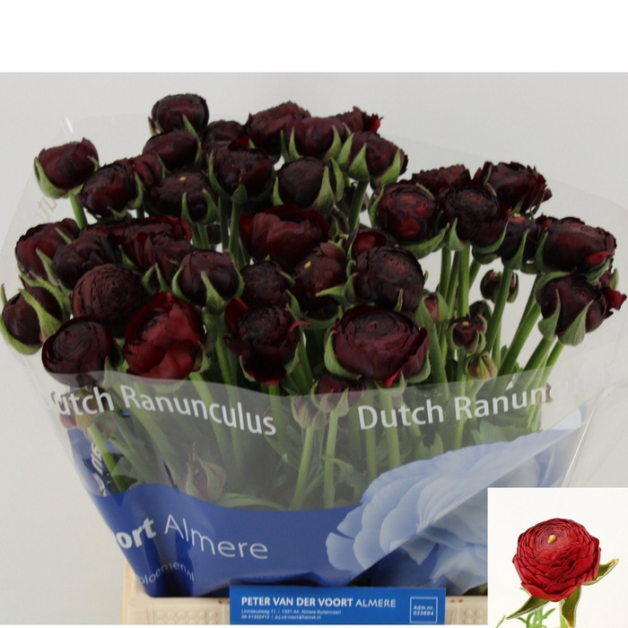 <h4>RAN AAZUR BORDEAUX</h4>