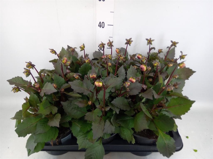 <h4>Dahlia  'Revelation Salmon Bicolor'</h4>