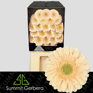 Germini Moet Diamond