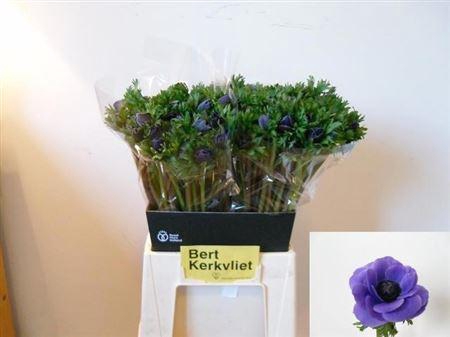 <h4>Anem Co Carmel Blue</h4>