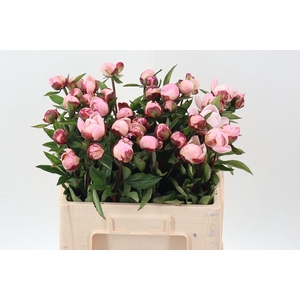 Paeo L Gardenia