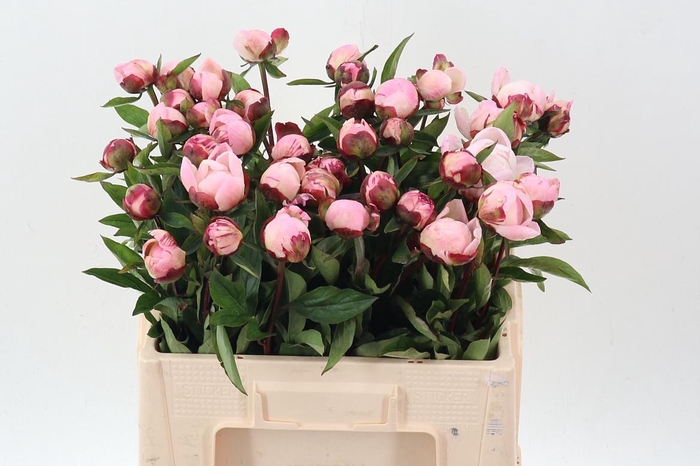 <h4>Paeo L Gardenia</h4>