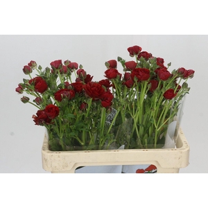 Ranunculus Butterfly Hades