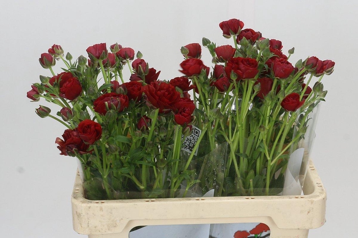 <h4>Ranunculus Butterfly Hades</h4>