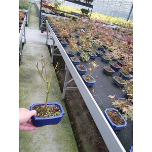 Acer palmatum little princess with driptray