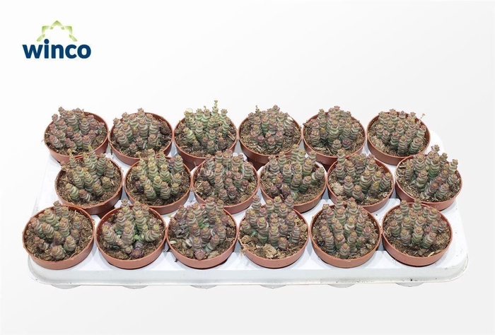 <h4>Crassula Marneriana</h4>