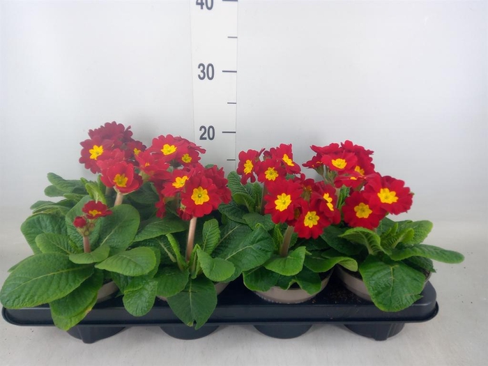 <h4>Primula elat.</h4>