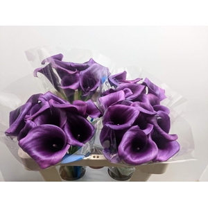 Calla Durban