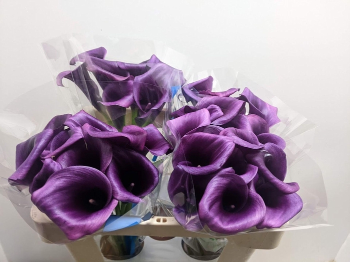 <h4>Calla Durban</h4>