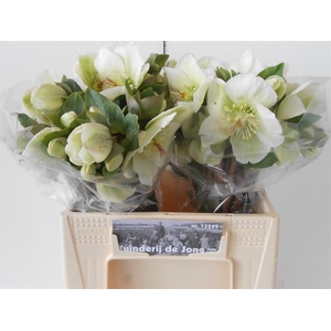 HELL FRK MOLLYS WHIT