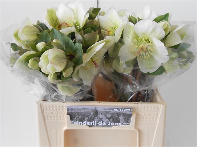 <h4>HELL FRK MOLLYS WHIT</h4>