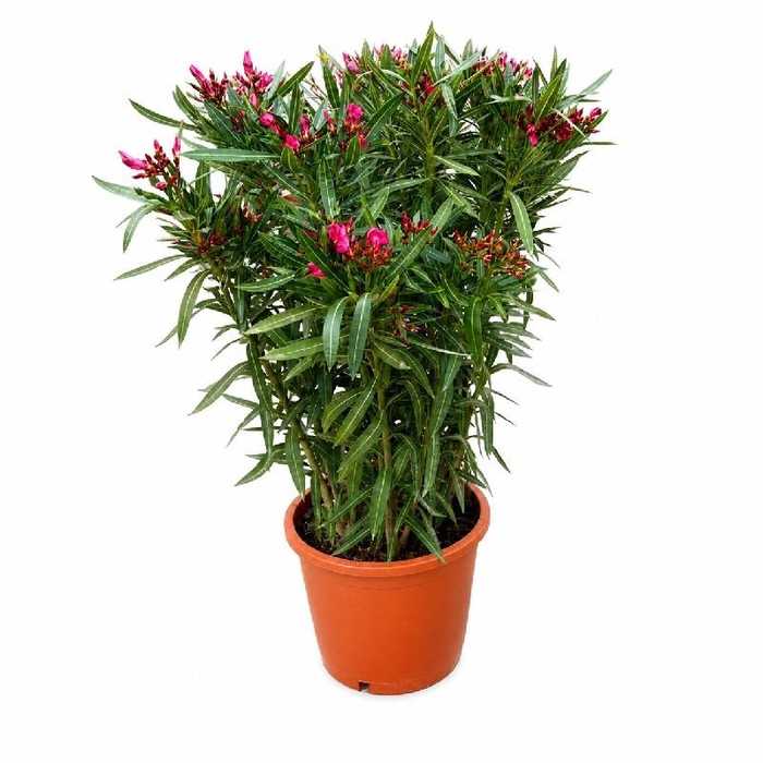 <h4>Nerium Oleander struik diverse kleuren</h4>