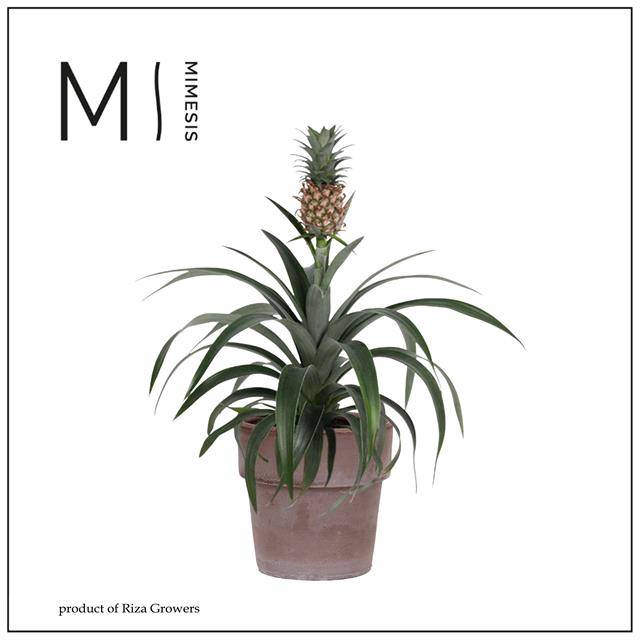 <h4>Ananas Mi Amigo</h4>