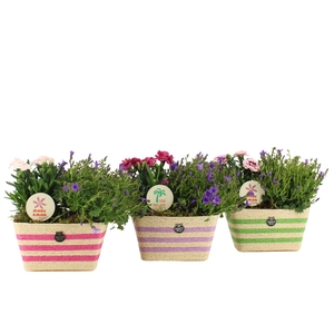 31600: Outdoor summer arrangement