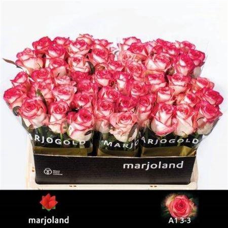 <h4>R Gr Jumilia</h4>