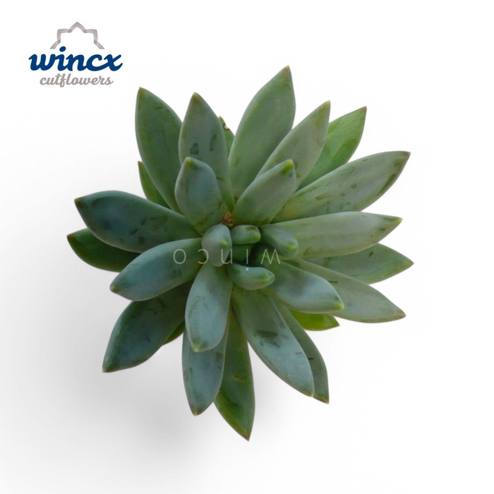 <h4>Echeveria Hookerii Cutflower</h4>