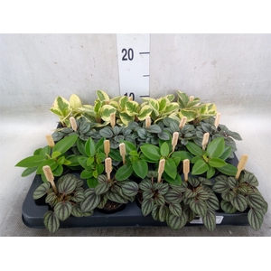 Peperomia   ...mix