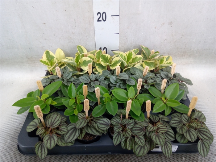 <h4>Peperomia   ...mix</h4>