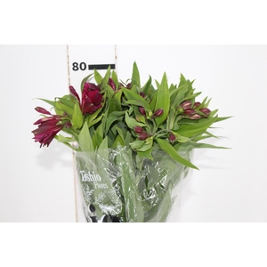 ALSTROEMERIA POMPEII 080 CM
