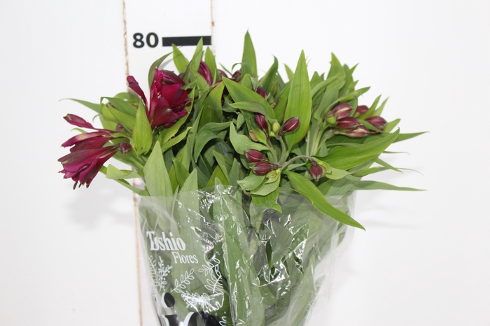 <h4>ALSTROEMERIA POMPEII 080 CM</h4>