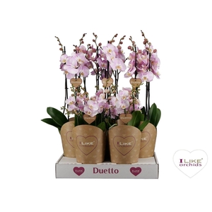 Duetto Combi tray roze