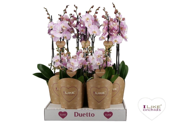 <h4>Duetto Combi tray roze</h4>