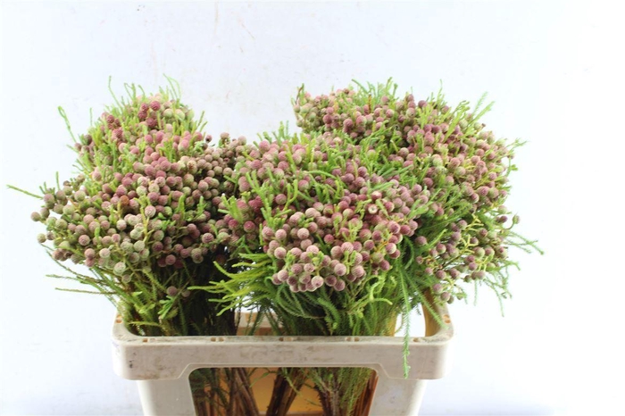 <h4>Kaaps Lanuginosa</h4>