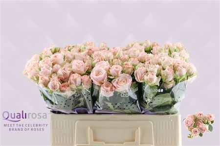 <h4>R Tr Bombastic Qualirosa</h4>