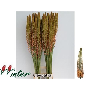 Eremurus Cleopatra