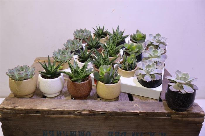 <h4>Succ Gem 5 Srt</h4>